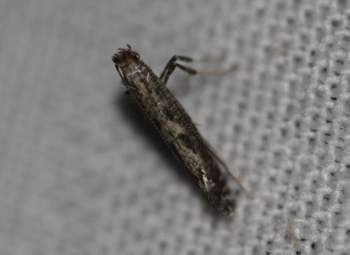 Réf. 325 896 : Parornix sp.